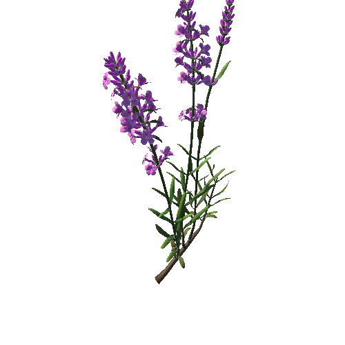 Flower  Lavandula 4